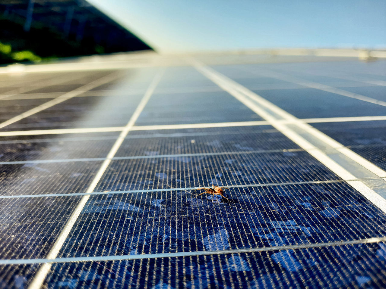 Spider on solar panel