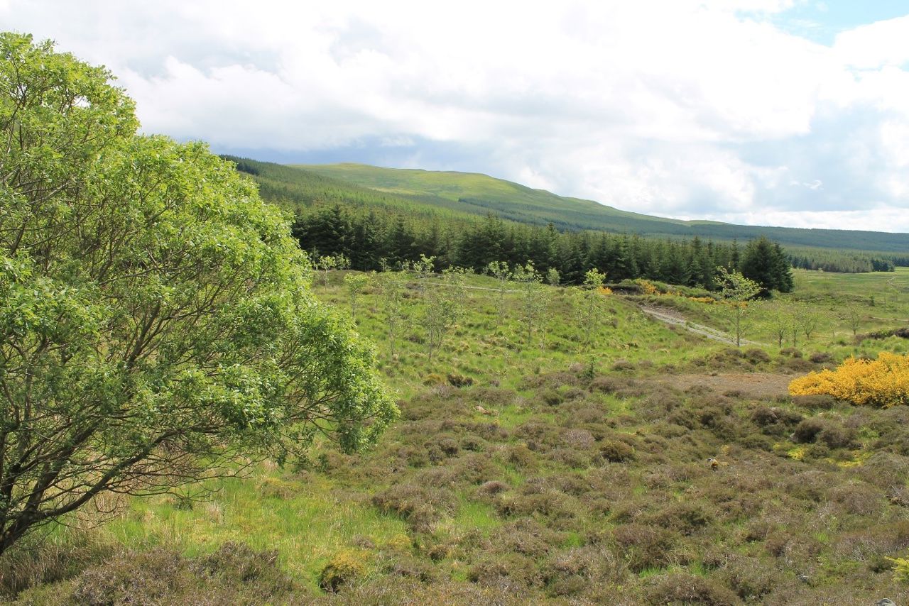 Site of the Windy Rig Wind Farm, on Moorbrock Estate, 10km south of New Cumnock, Dumfries &amp; Galloway.